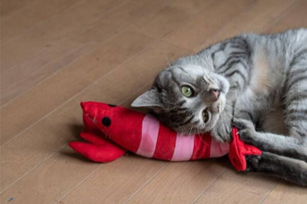 Cat and Lobster