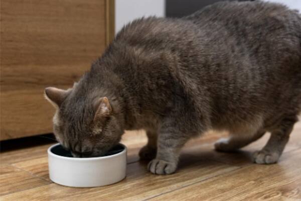 Cat eating from bowl