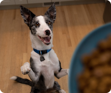 Dog waiting for food