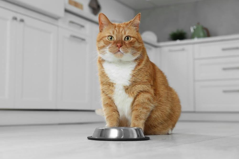 feeding tips to promote success