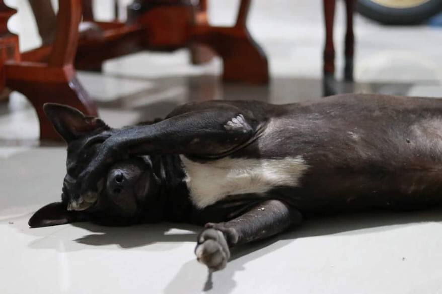 Black dog hides eyes underneath paw.