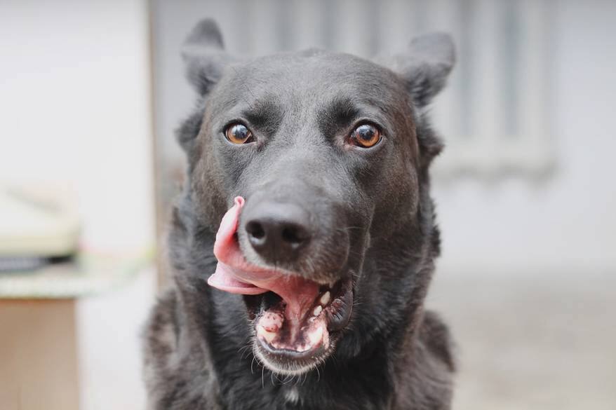 Black dog with tongue out licking side of mouth.