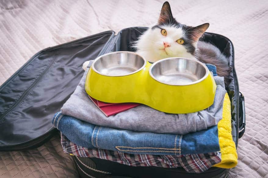 Cat sitting in the suitcase with close and pet food bowl
