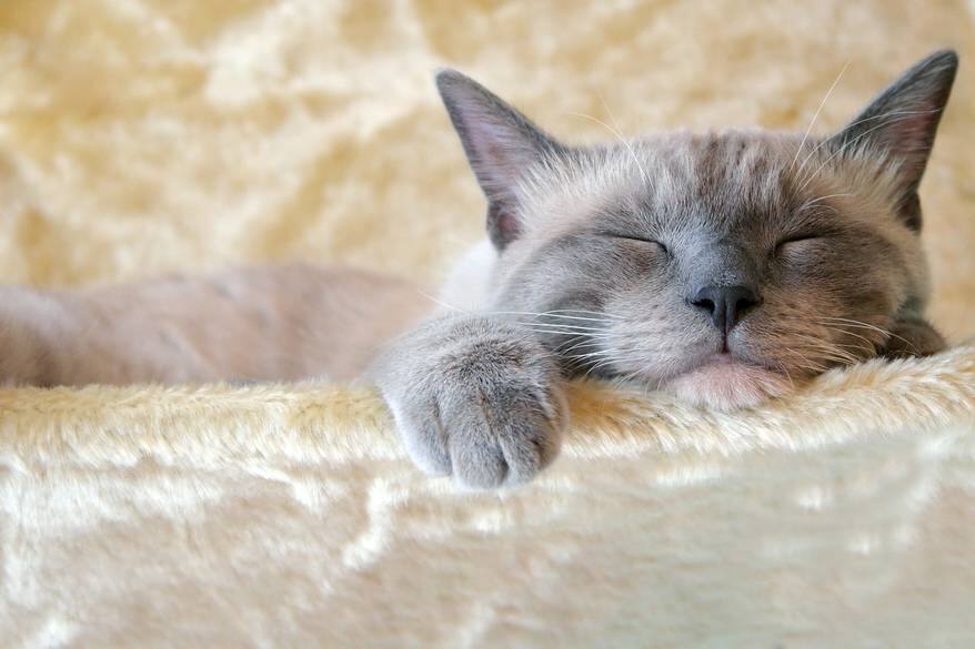 Cat sleeping in a yellow fuzzy cat bed.