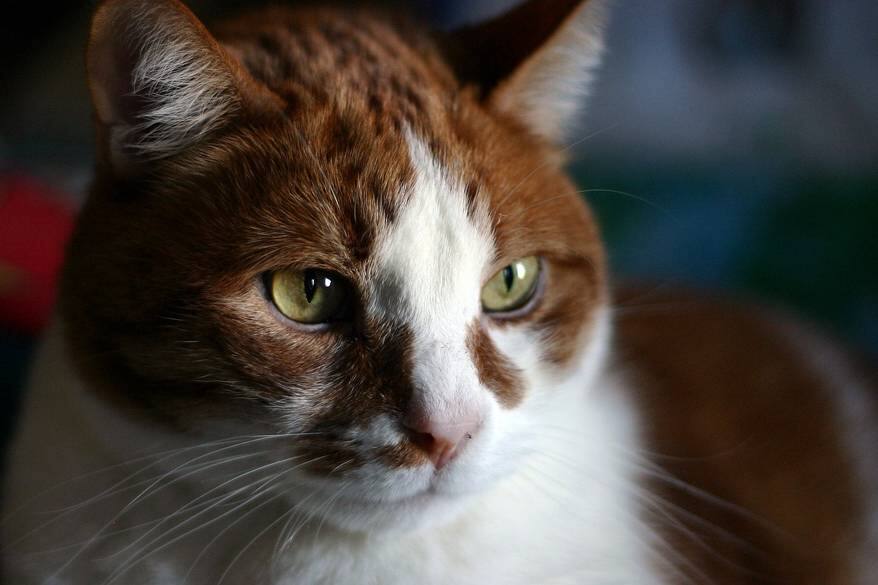 Brown, orange and white cat up close