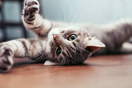 Gray striped cat lying on back stretching paws out.