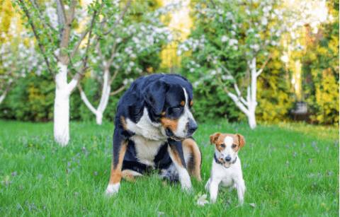 dog and owner