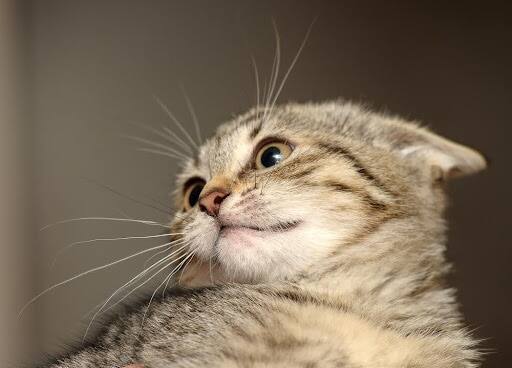 gray cat scared face