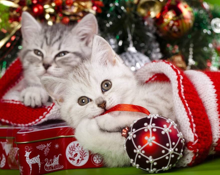 Gray and white kitten beneath Christmas ree in stockings.