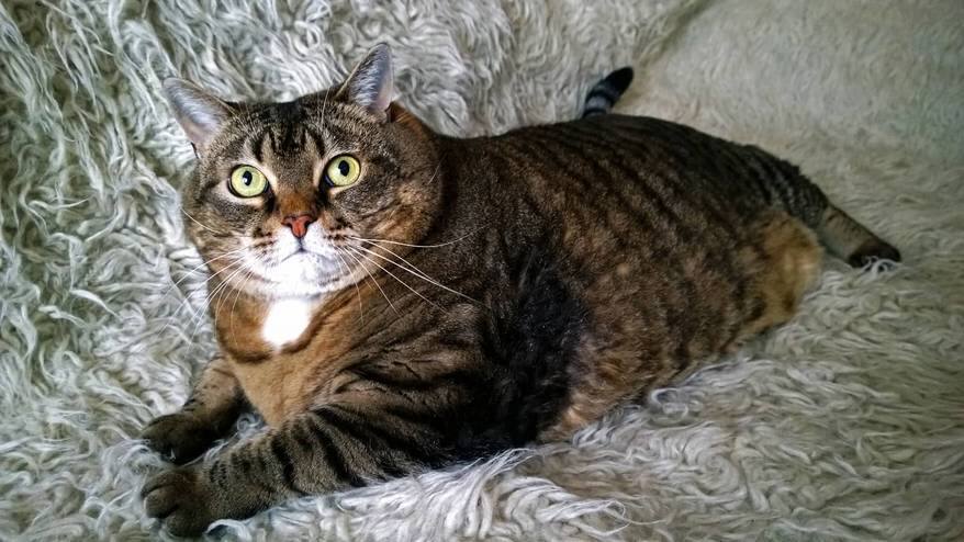 Large striped cat with green eyes lying on bed.