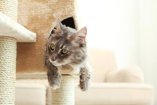 Maine Coon cat hanging out of a cat tree.