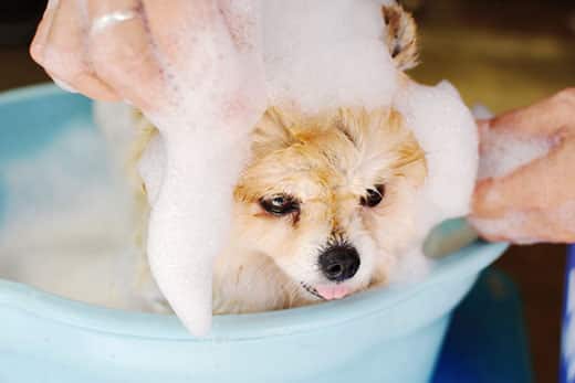 Small pomeranian puppy getting a bath and massage with bubbles.