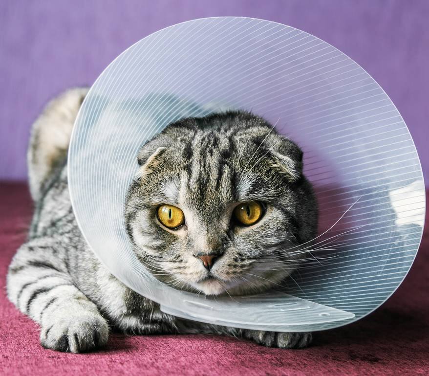 Scottish fold cat in a plastic protective cone