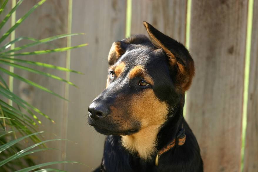 Shephered mutt, one ear up and one ear down.