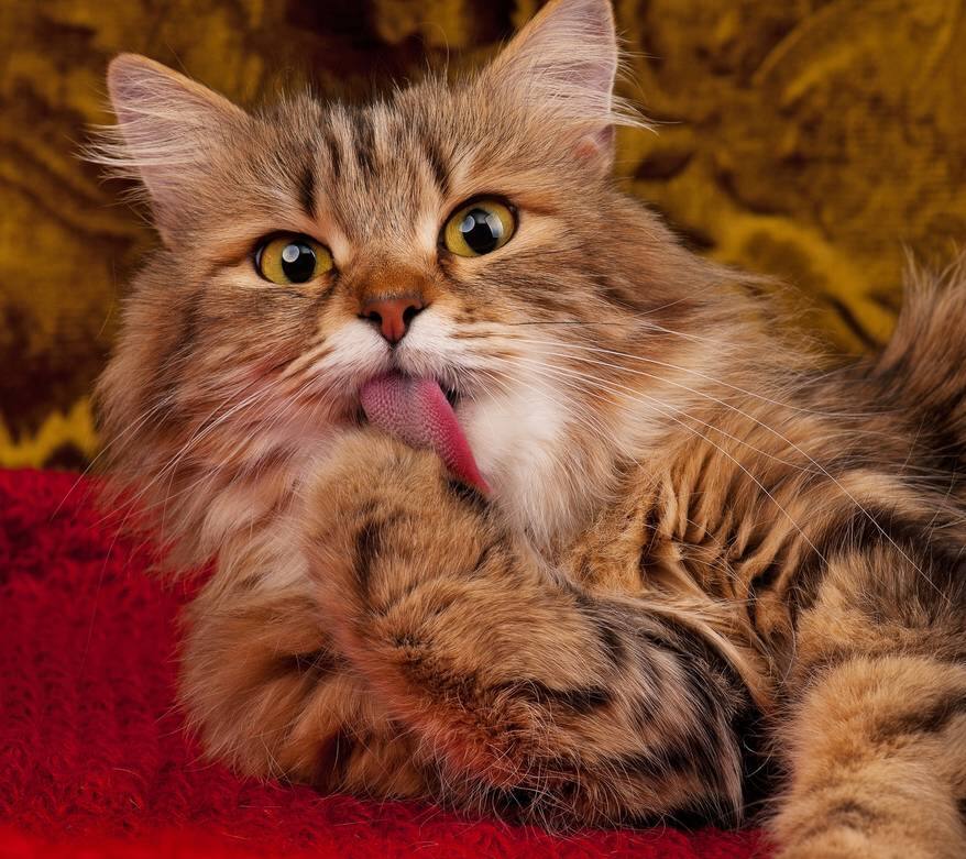 Long, brown-haired cat with big yellow eyes licks its paw.