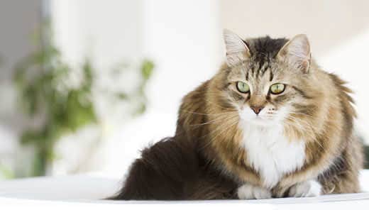 Siberian cat looking into the distance