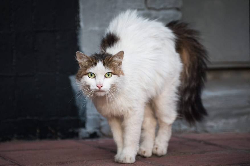 Stray long haired white