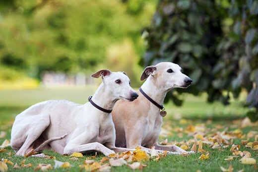 Two cream colored whippet dogs lying down outdoors together next to a tree.