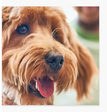 Happy dog