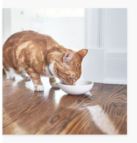 Cat eating food