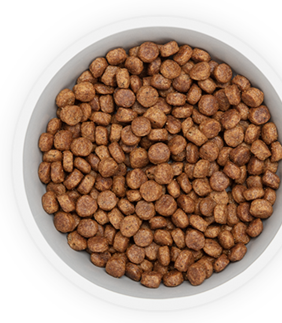 Dog food