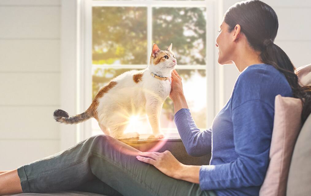 Cat with person 