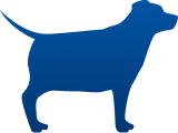 Overweight Dog