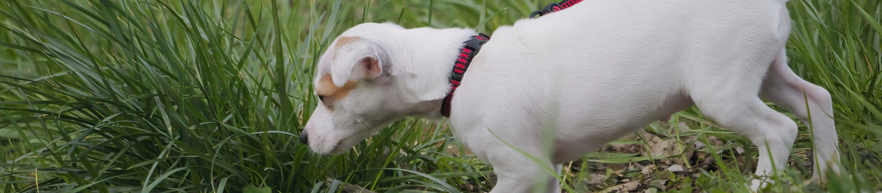 Close up of a puppy