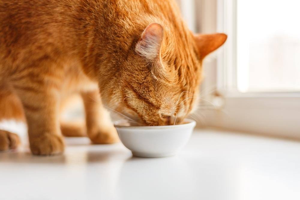 Cat eat food