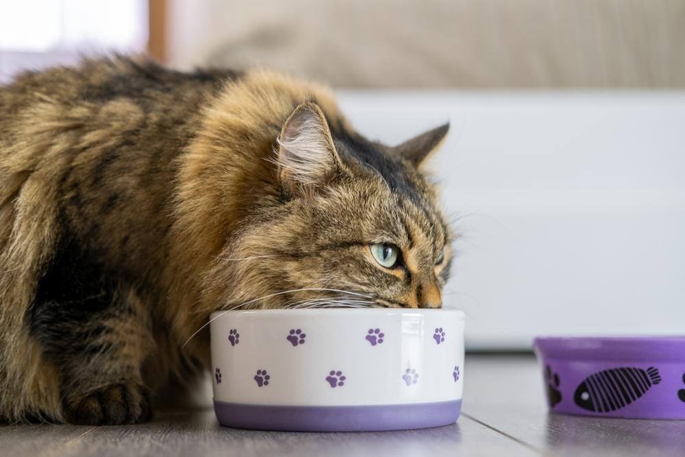 Cat eating