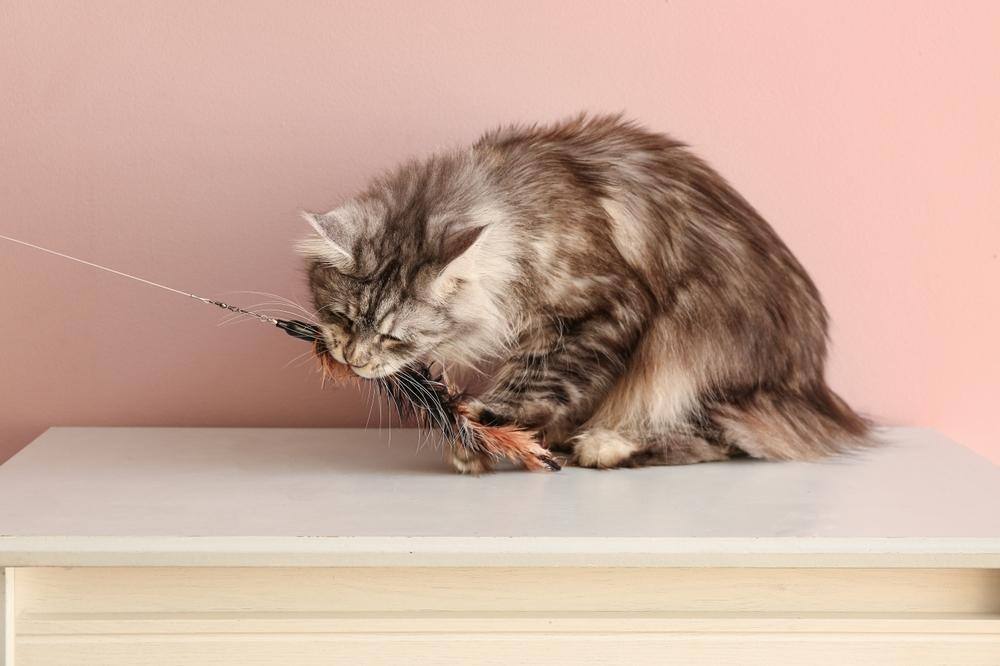 cat playing