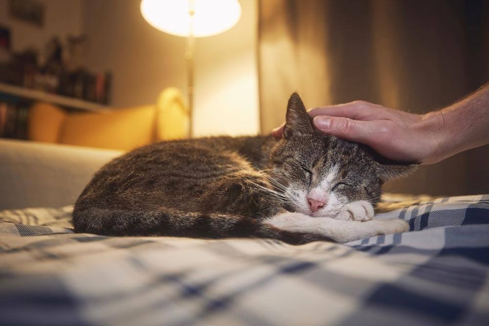 Cat sleeping in a bed