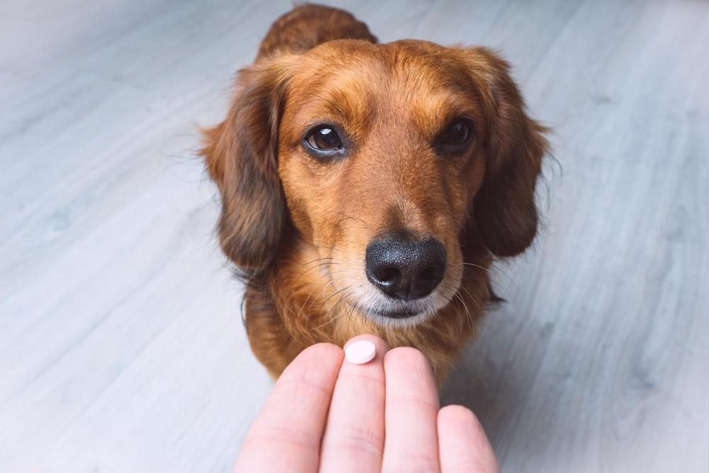 Dog taking medication