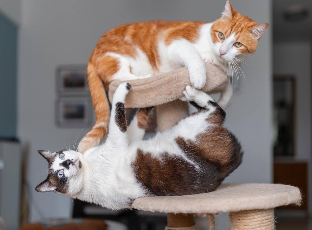 Two cats playing