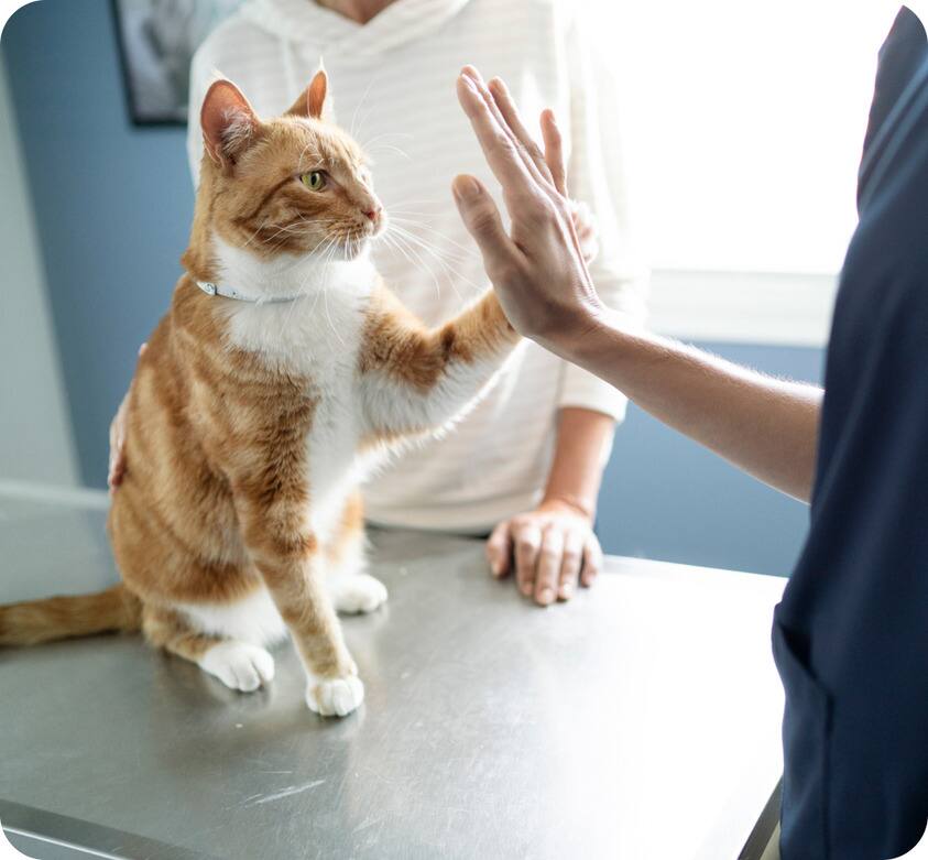 Cat at the vet