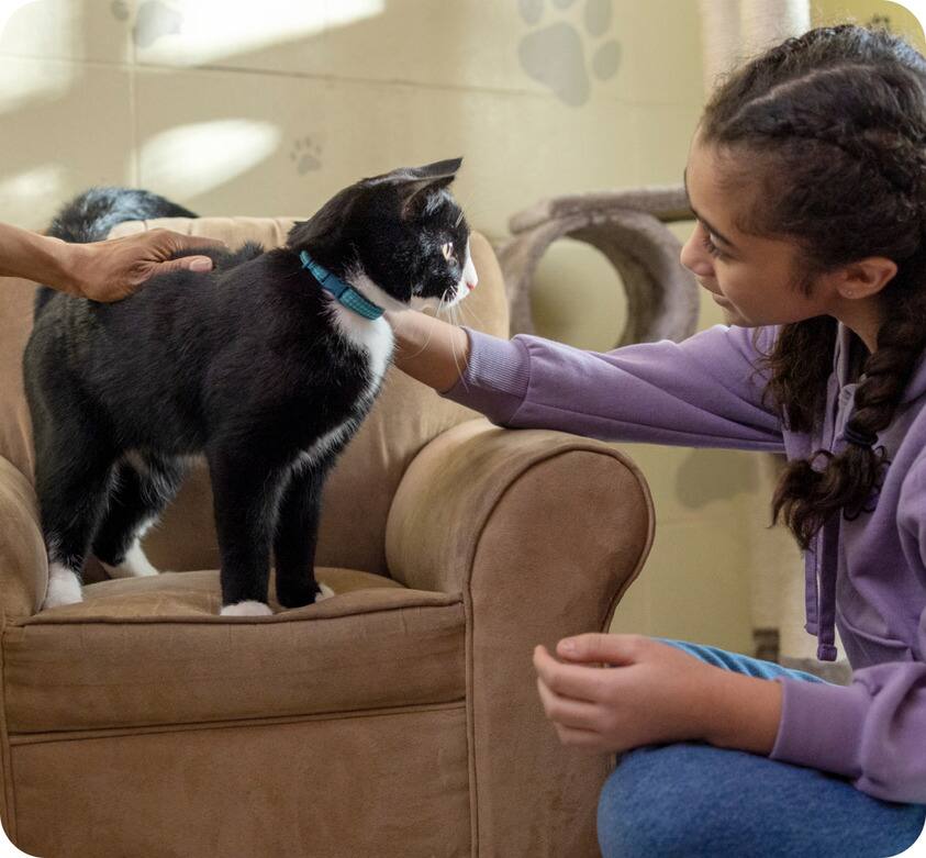 Cat playing with toy