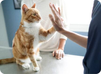Cat at the vet