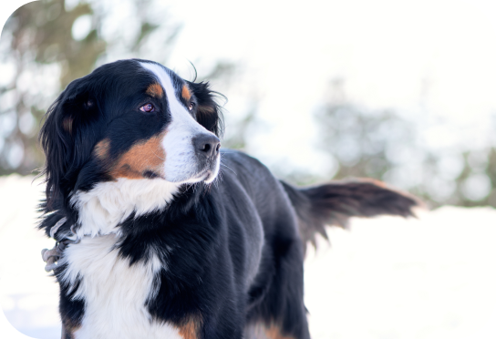 Large Breed 55 lbs+
