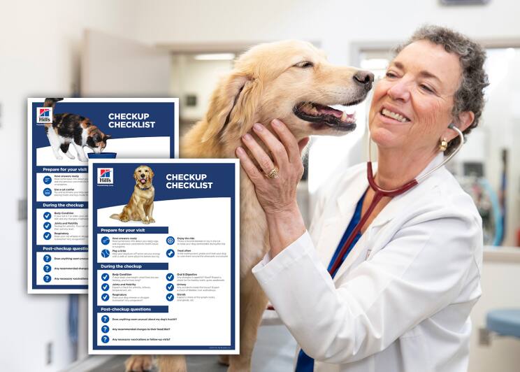 Veterinarian checking a dog 
