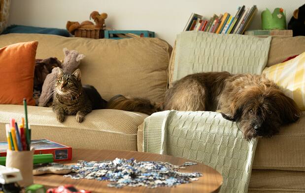 A dog and a cat lying on a sofa