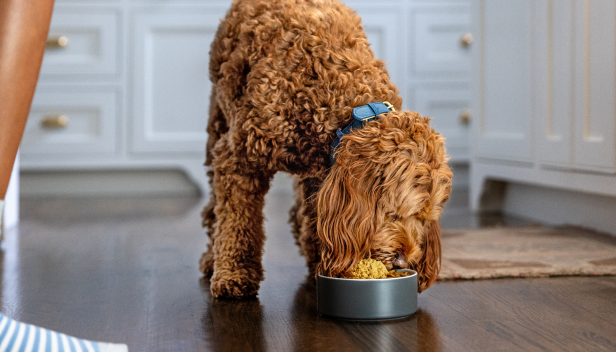 Dog eating