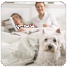 West Highland Terrier dog in bed with human owners.