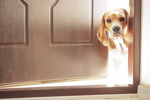 Beagle poking head out of door.