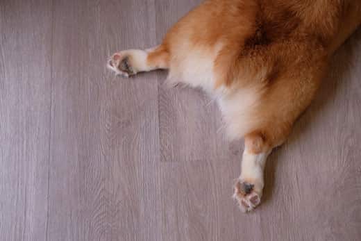 Three dogs form a butt-sniffing triangle.