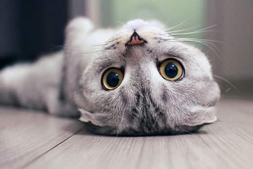 Scottish Fold cat lying on the back with big yellow eyes staring straight forward.