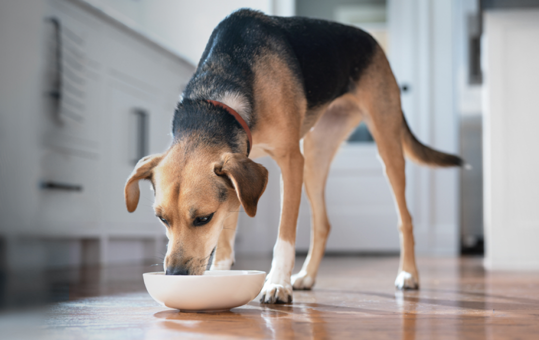 Dog eating