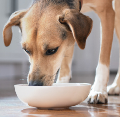 Dog eating