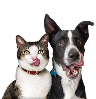 pets