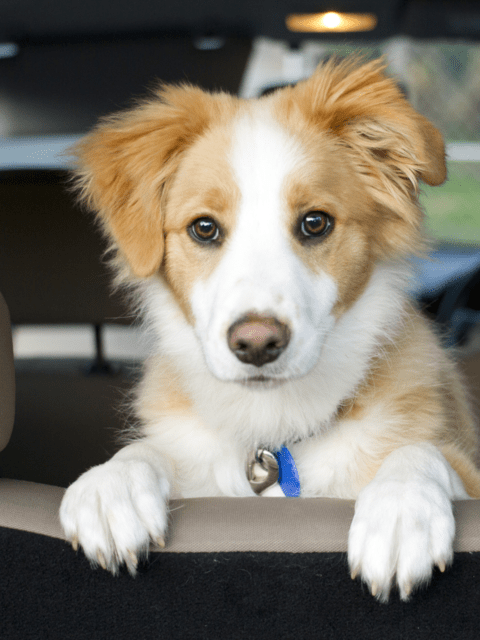 yellow white puppy