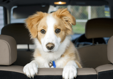 yellow white puppy